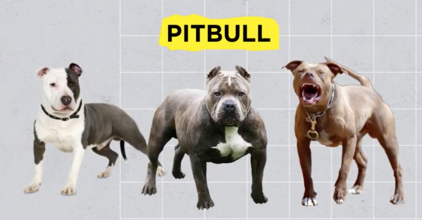 Vi sao Pitbull bi mang tieng la loai cho nguy hiem, can chet nguoi? hinh anh