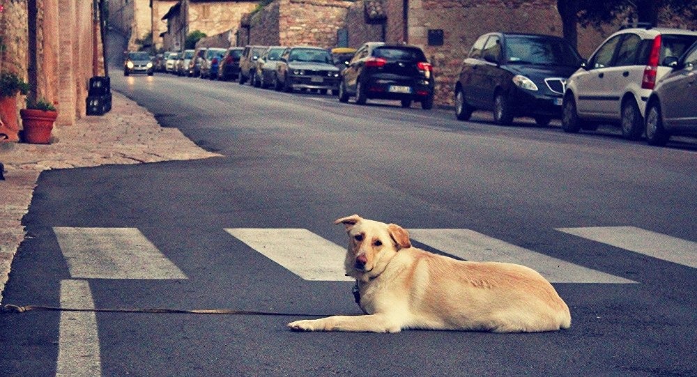 Chu ngat xiu vi say xin, cho ra dau ngo don xe cuu thuong vao nha hinh anh