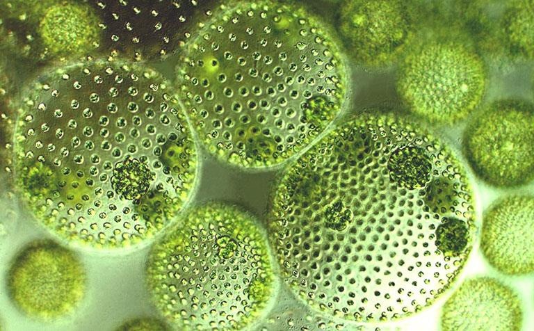 Sinh vat ti hon co the som tro thanh 'sieu thuc pham' cho loai nguoi hinh anh