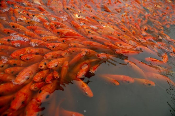 Ca chep do duoc mua, gia tang hon 50.000 dong/kg hinh anh