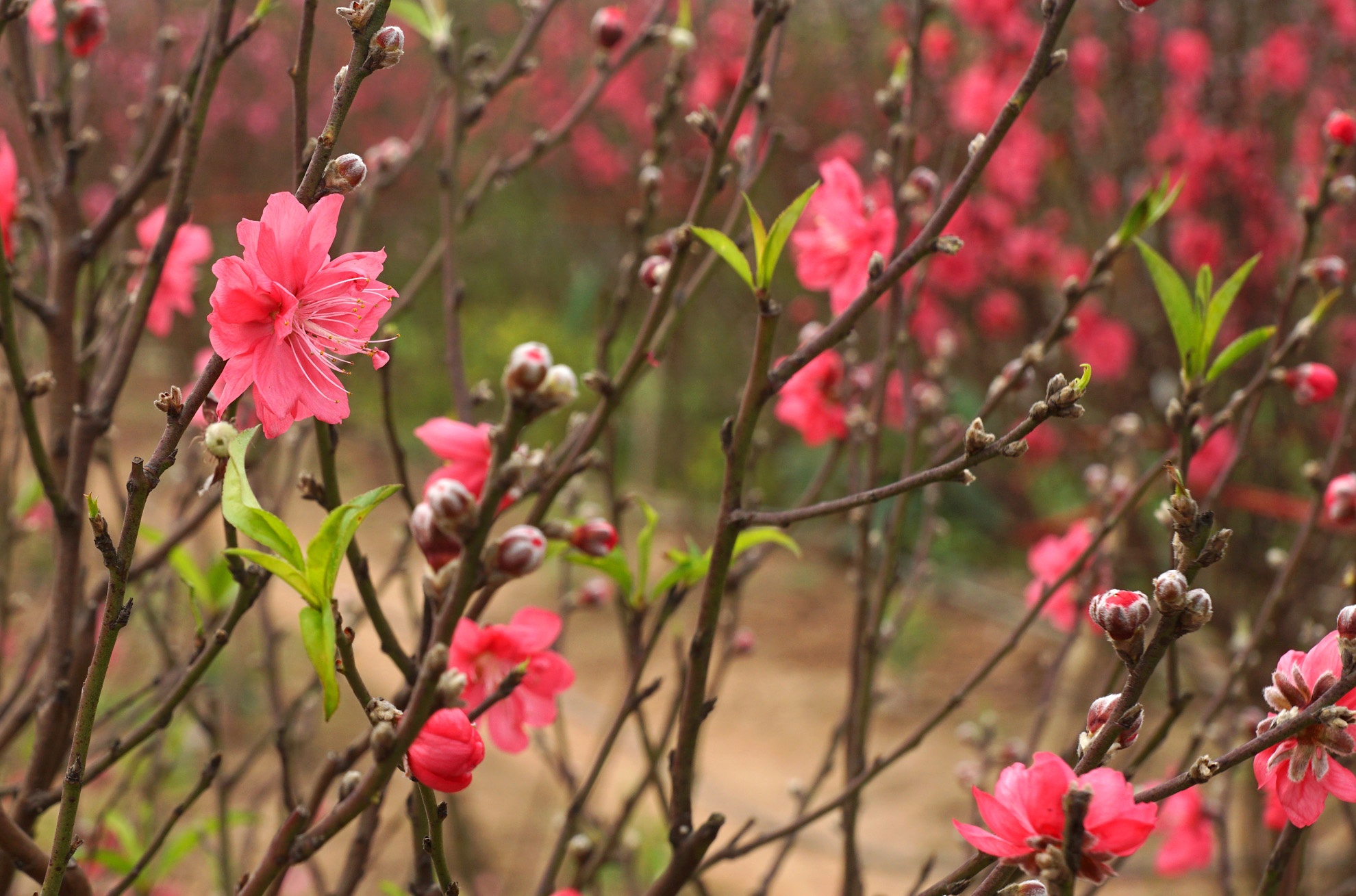 Dao no som gia ban re nhu cho hinh anh