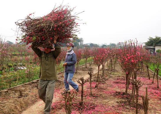 Dao Nhat Tan no som, gia ban re nhu cho hinh anh