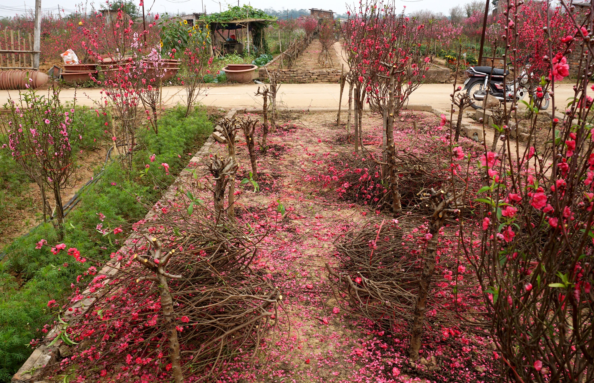 So với năm trước, gốc đào giá thấp cùng được 20.000đ còn năm giá đã giảm 1/3. Thu nhập chẳng được là bao nên nhiều hộ đã tôi quyết định chặt bỏ  cành, giữ lại ghép mắt cho mùa sau