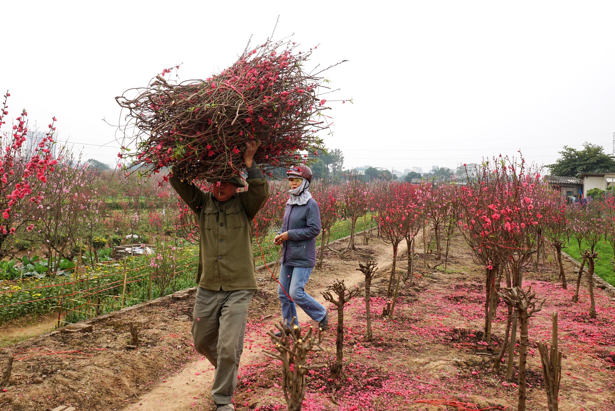 Cách đây 1 tháng, ông Khoang rất hy vọng vào 700m đất trồng đào mà cả gia đình ngày đêm bỏ công chăm sóc. Ông tính, sau khi bán hết hơn 300 gốc đào sẽ mang về khoảng 200 triệu đồng, cả gia đình tha hồ sắm Tết. Nhưng cho đến hôm nay, tất cả đào đã nở tung cánh, ông phải cắn răng cắt bỏ cành giữ gốc trông chờ vào mùa sau. 