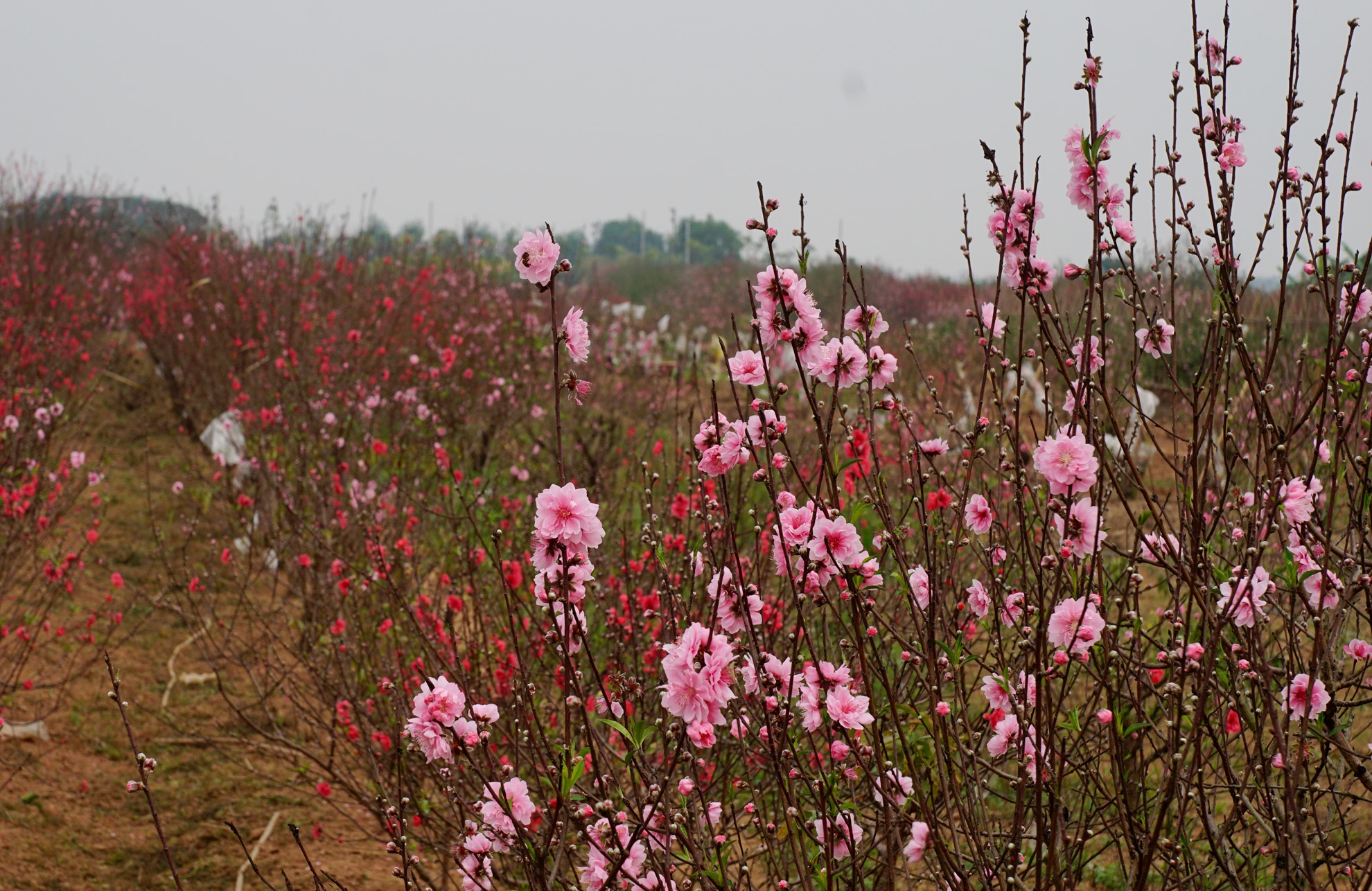 Hàng trăm gốc đào nở tung. Nguyên nhân là năm nay nhuận hai tháng 9, Xuân về sớm lại nắng nhiều nên không thể hãm đào lại được