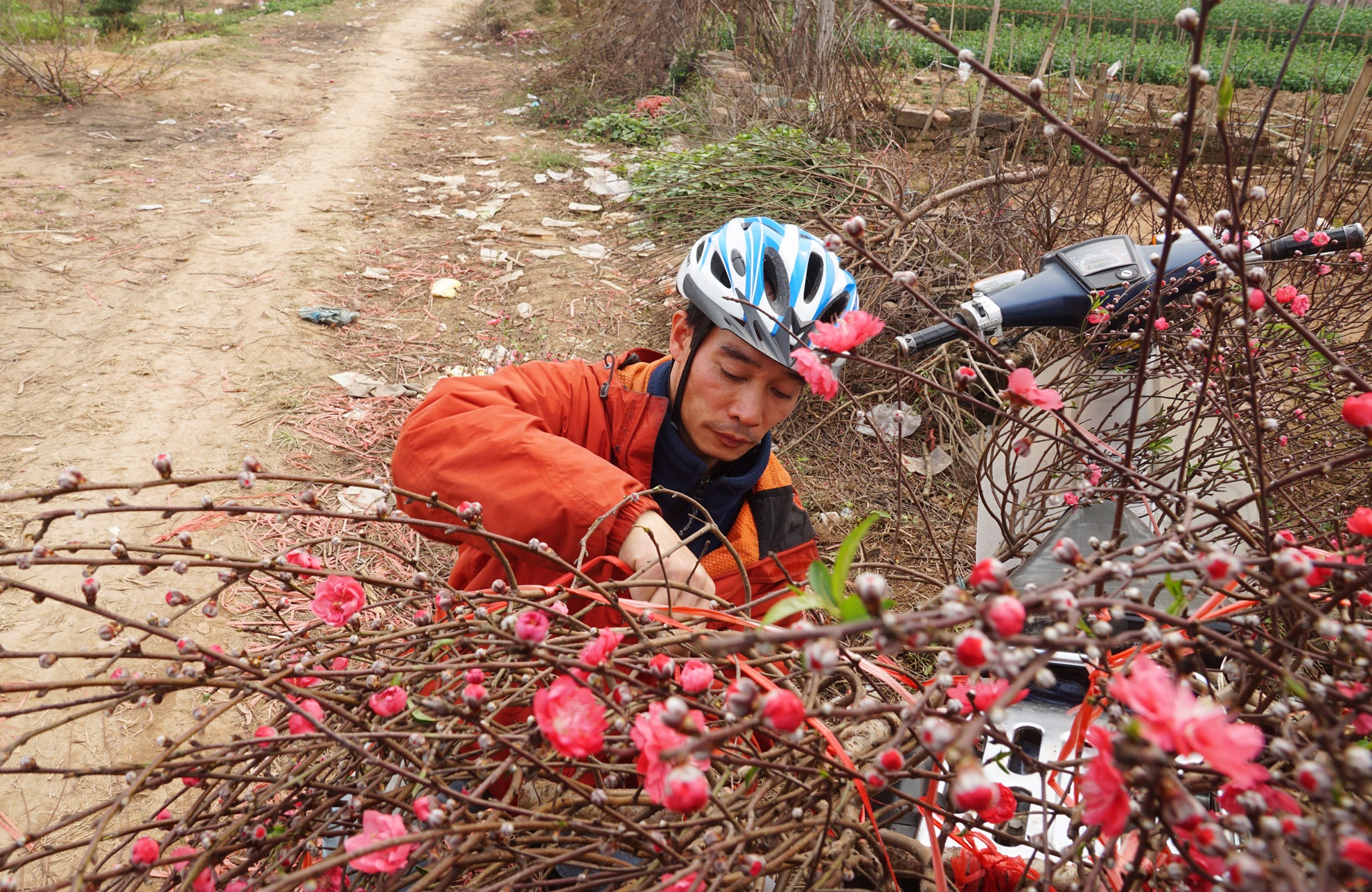 Một cành đào nhiều nụ nhiều hoa, dáng đẹp có giá chưa tới 200.000đ. 
