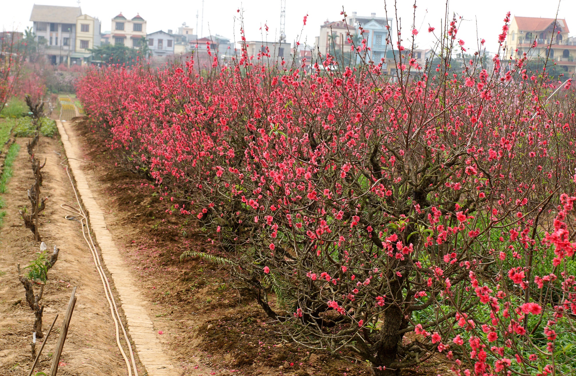 Trải qua thời gian dài nắng hanh nên những cây đào ở Nhật Tân đã nở hoa sớm. Hiện có hàng trăm gốc đào người dân vẫn chưa bán được