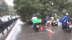 Clip cay do de nhieu nguoi tren pho trong mua bao hinh anh