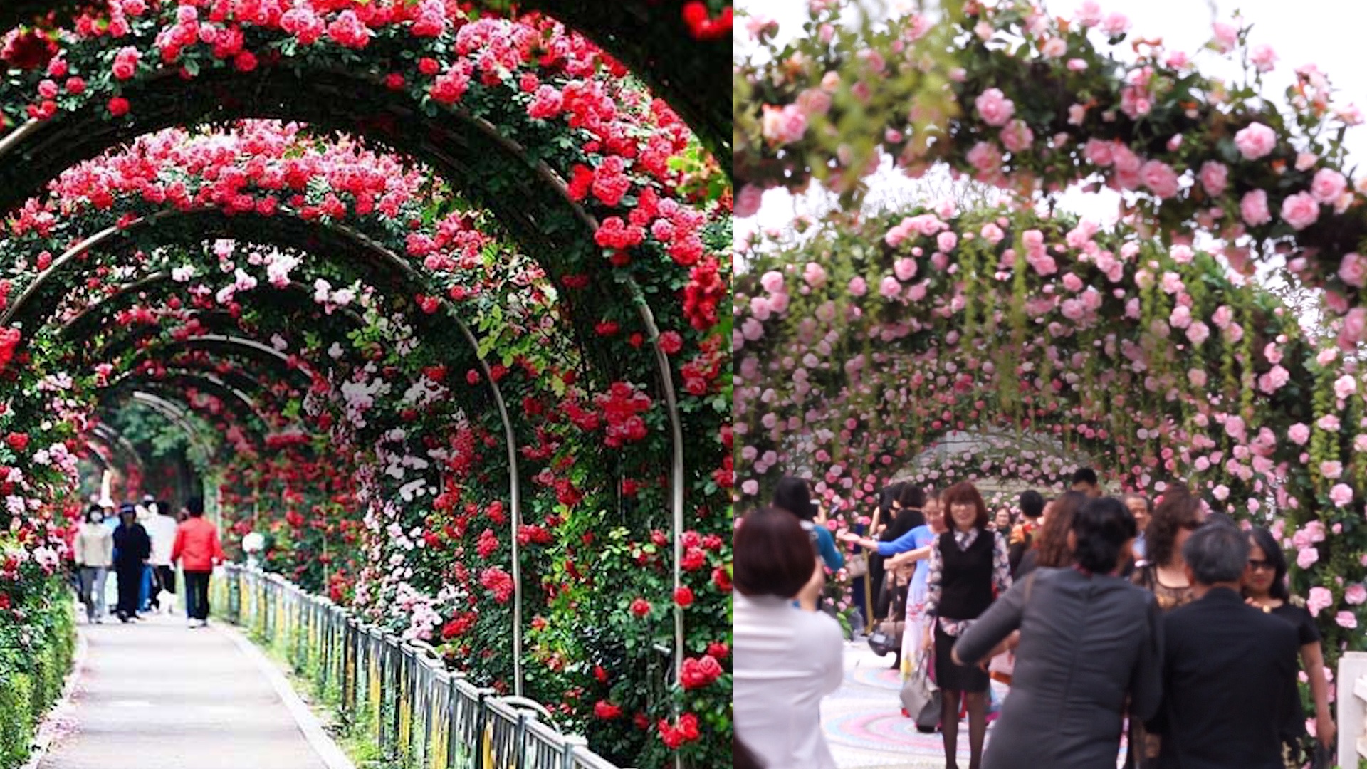 Ban to chuc noi ve le hoi nhieu hoa heo, hoa gia hinh anh