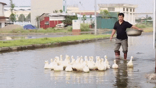 Duong ngap quanh nam, khu do thi tro thanh noi tha vit hinh anh