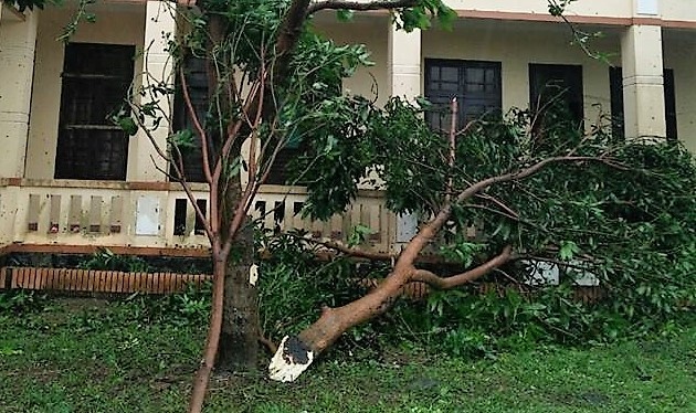 Gio giat tren cap 15 quet qua dao Con Co hinh anh