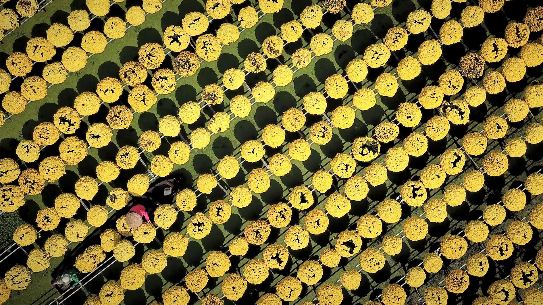 Tham hoa cuc mam xoi tren vua kieng mien Tay hinh anh