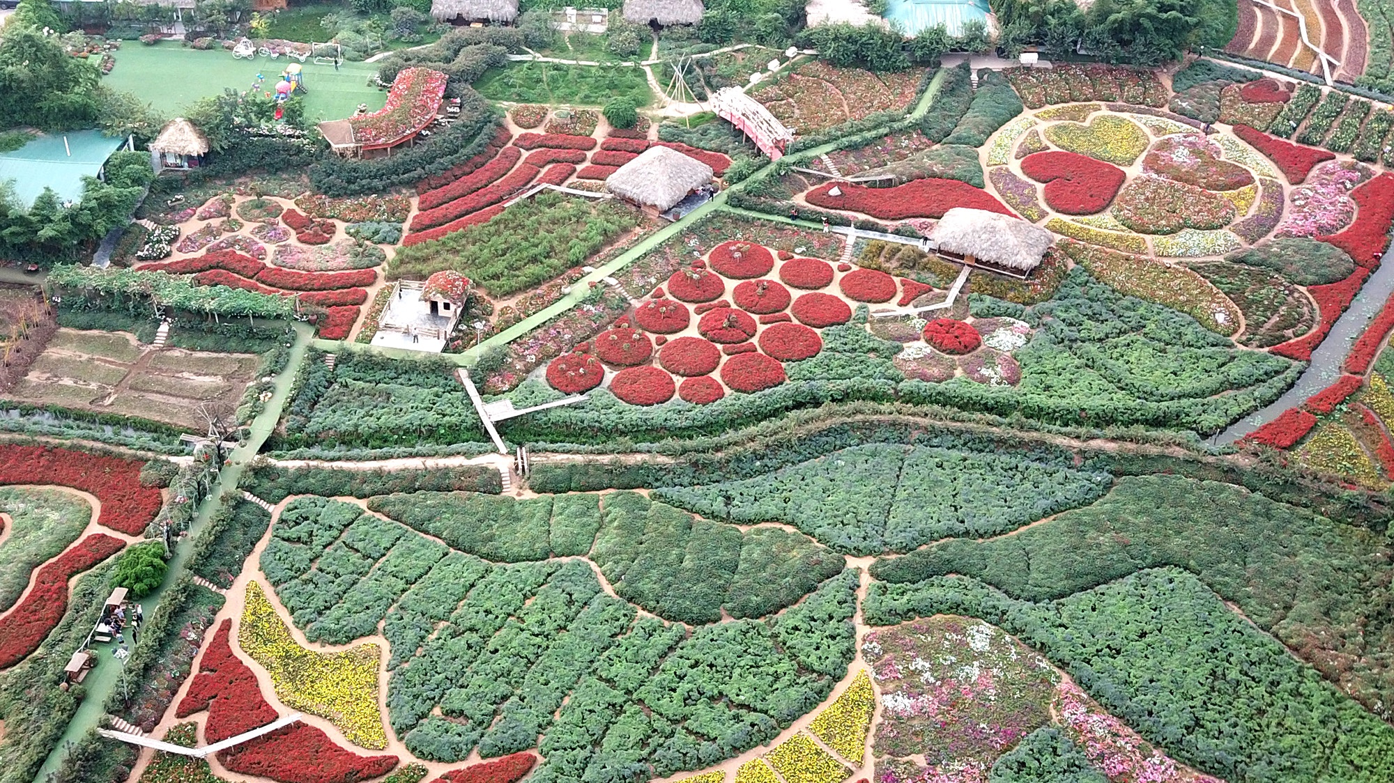 Ngam thung lung hoa Ho Tay ruc ro tu flycam hinh anh