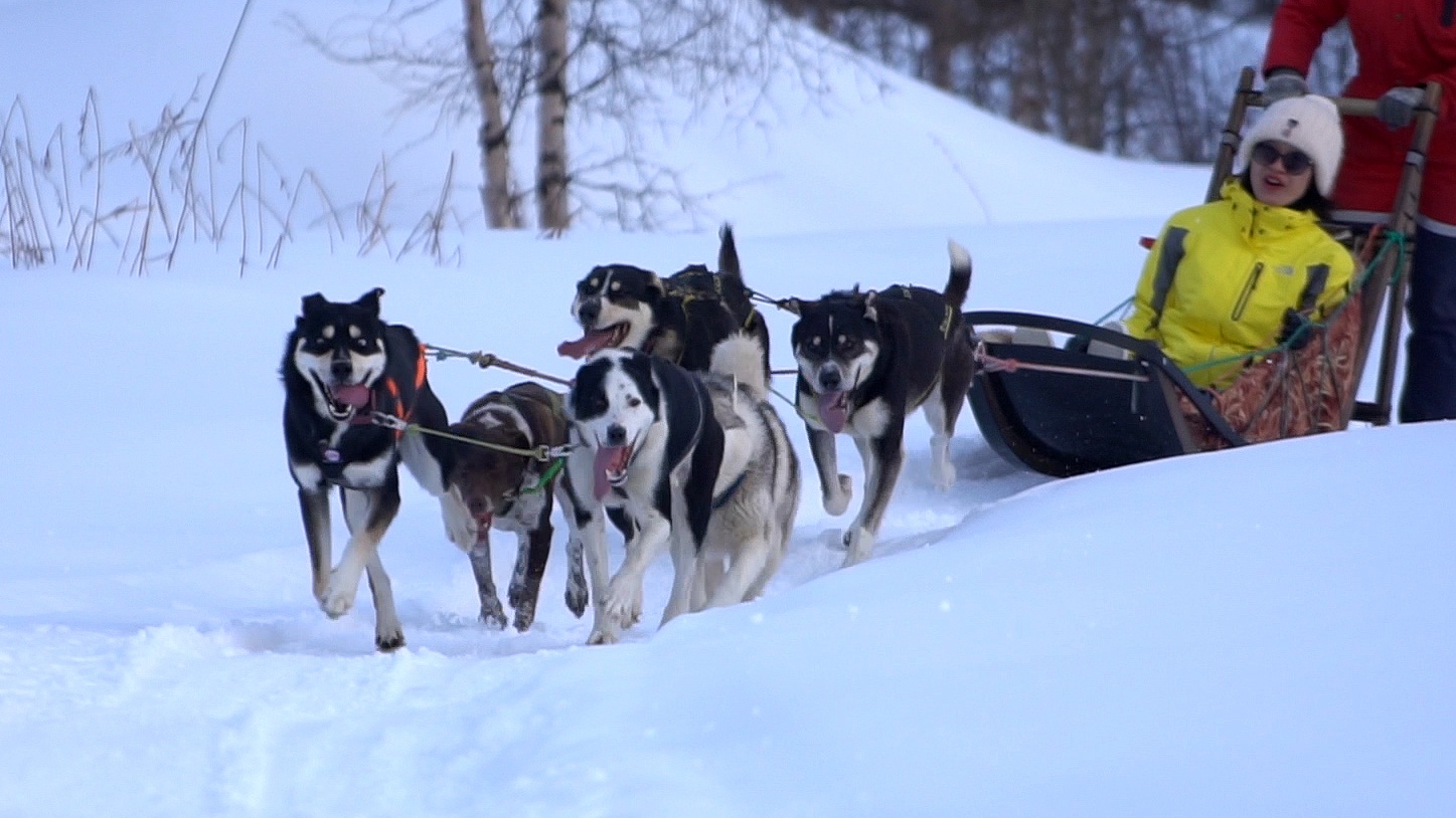 Dich vu cho Husky keo xe tren tuyet no ro o Nga hinh anh