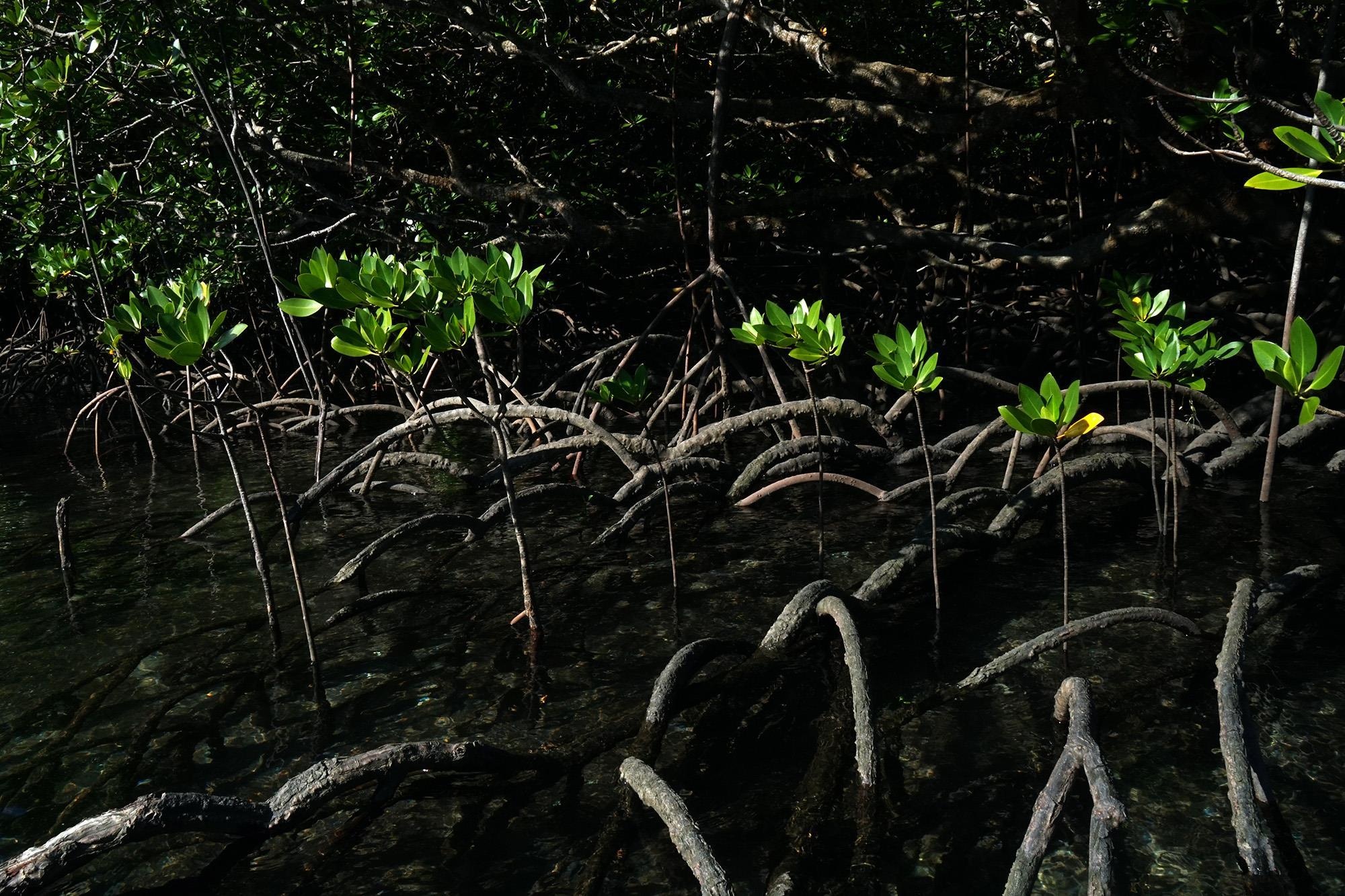 Cuu ho rua bien Con Dao anh 39