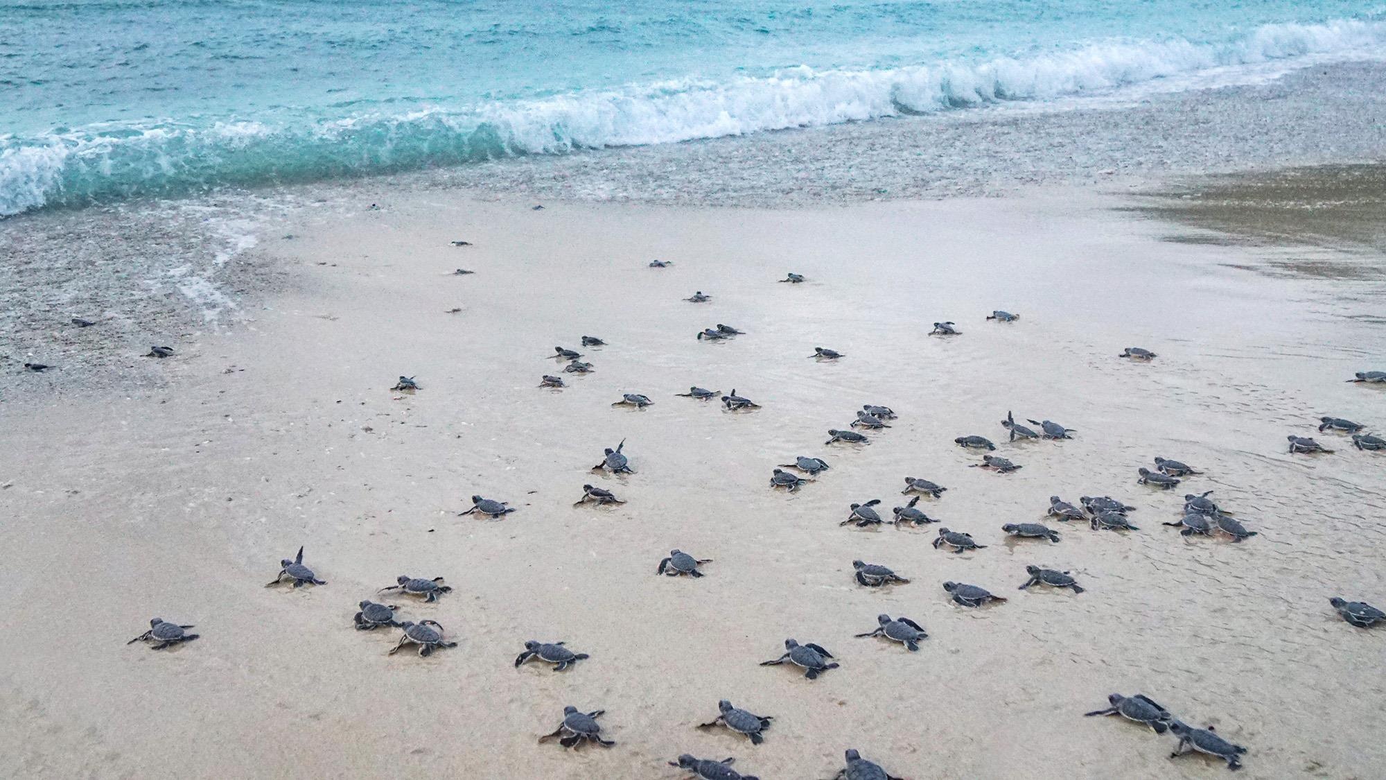 Cuu ho rua bien Con Dao anh 50