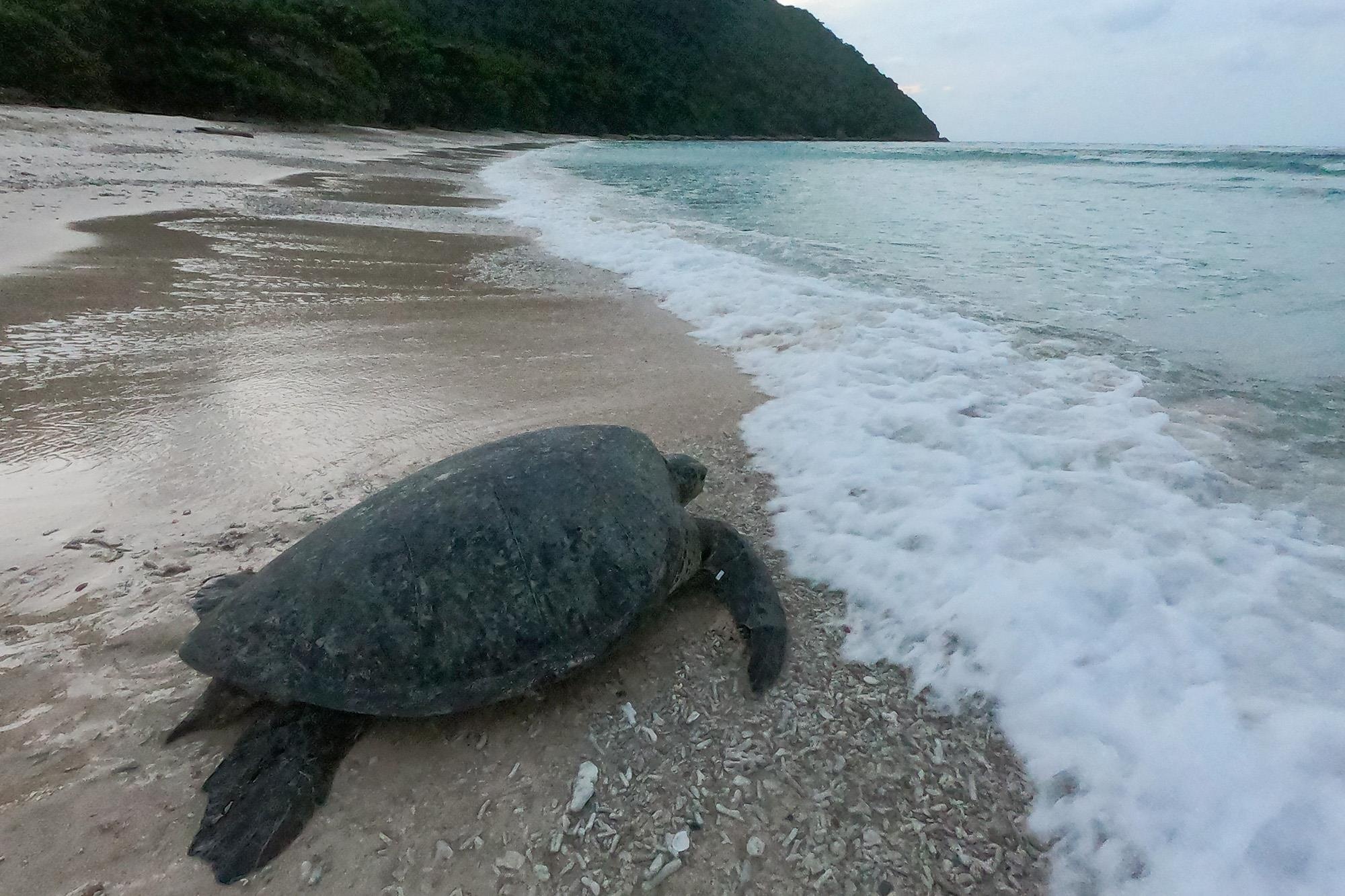 Cuu ho rua bien Con Dao anh 28