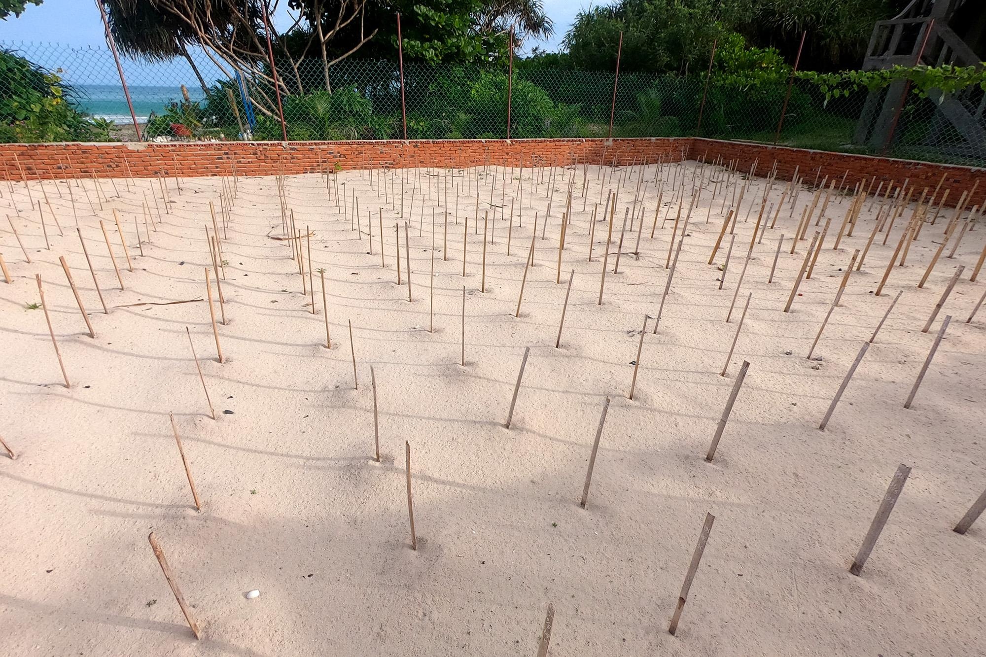 Cuu ho rua bien Con Dao anh 26