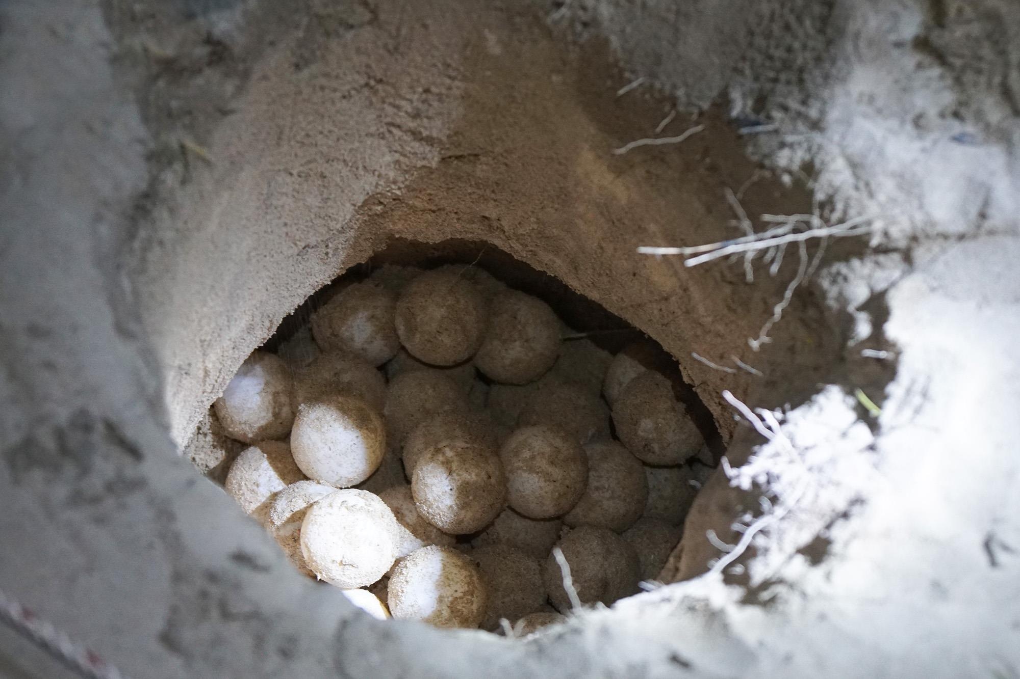 Cuu ho rua bien Con Dao anh 25