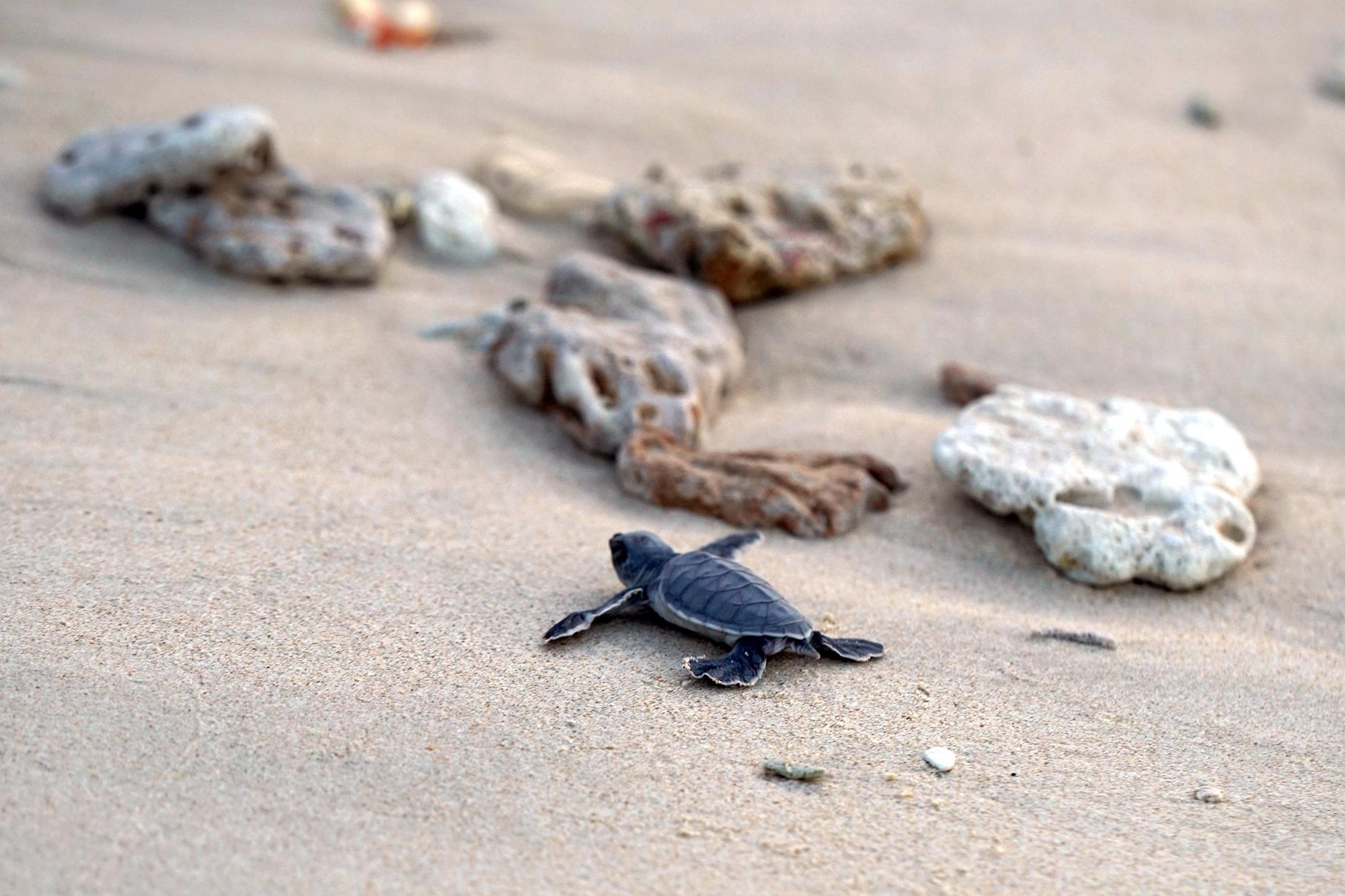 Cuu ho rua bien Con Dao anh 29