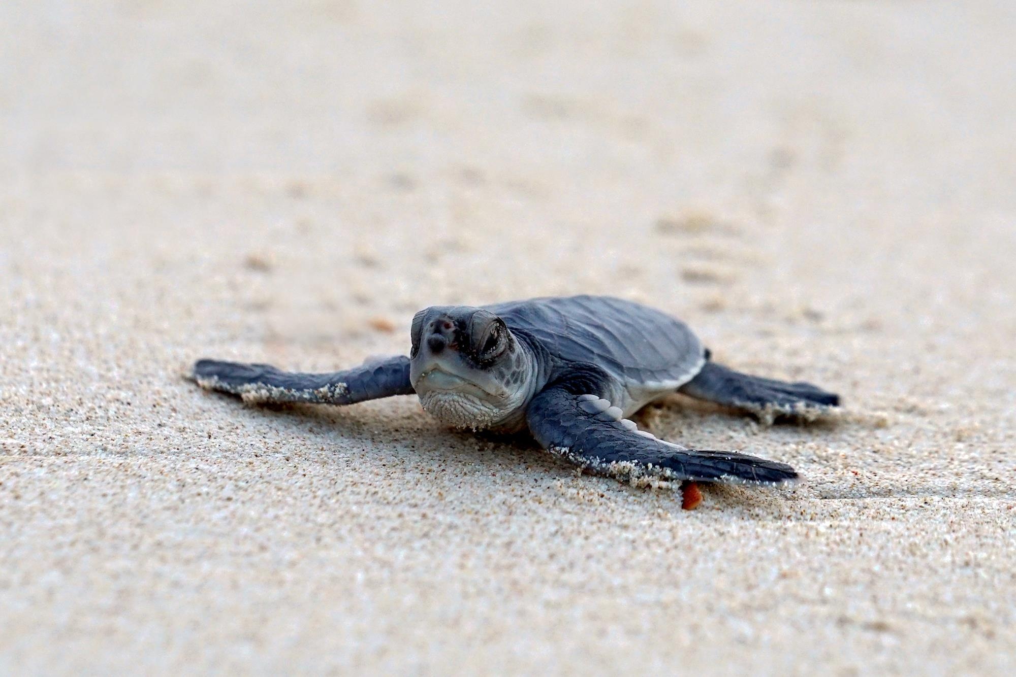 Cuu ho rua bien Con Dao anh 30