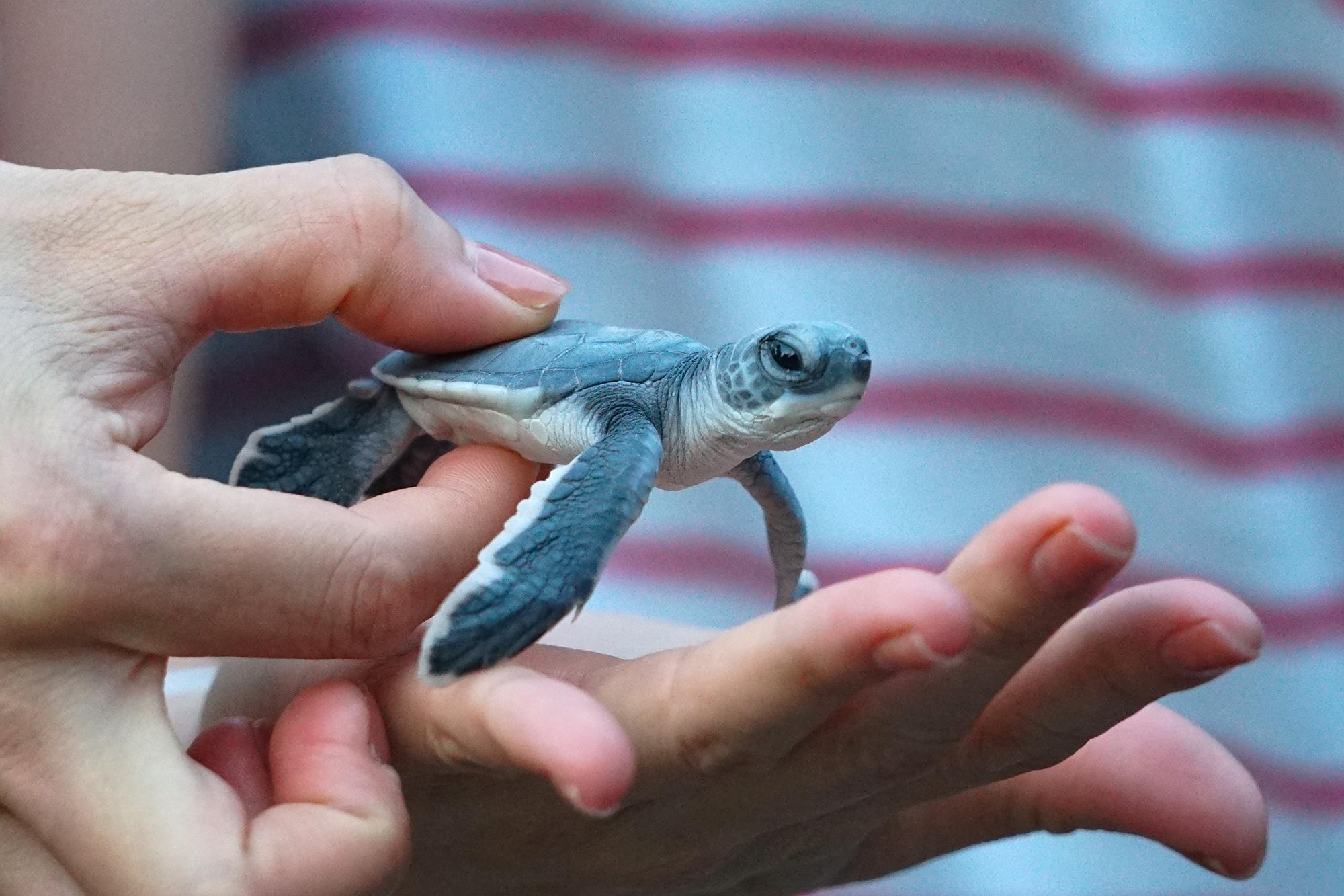 Cuu ho rua bien Con Dao anh 40