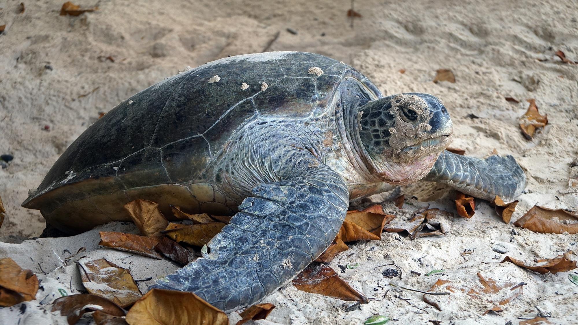 Cuu ho rua bien Con Dao anh 45