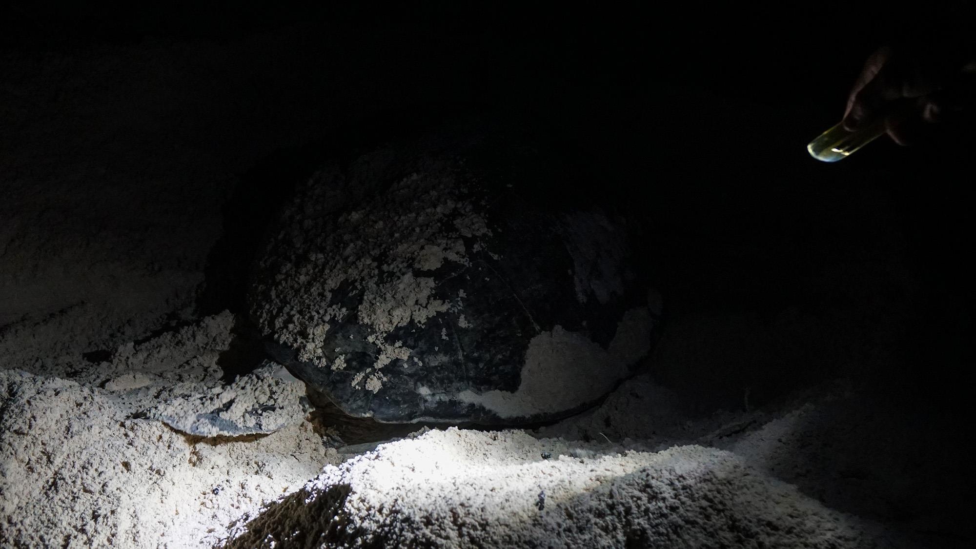 Cuu ho rua bien Con Dao anh 20