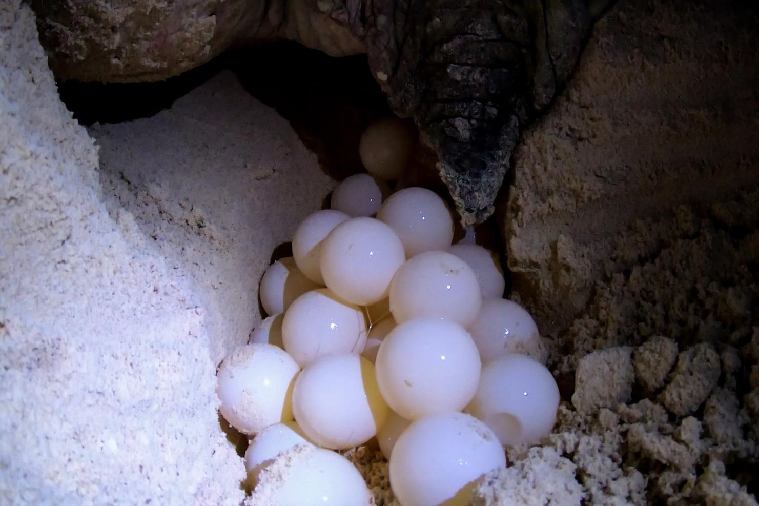 Cuu ho rua bien Con Dao anh 23