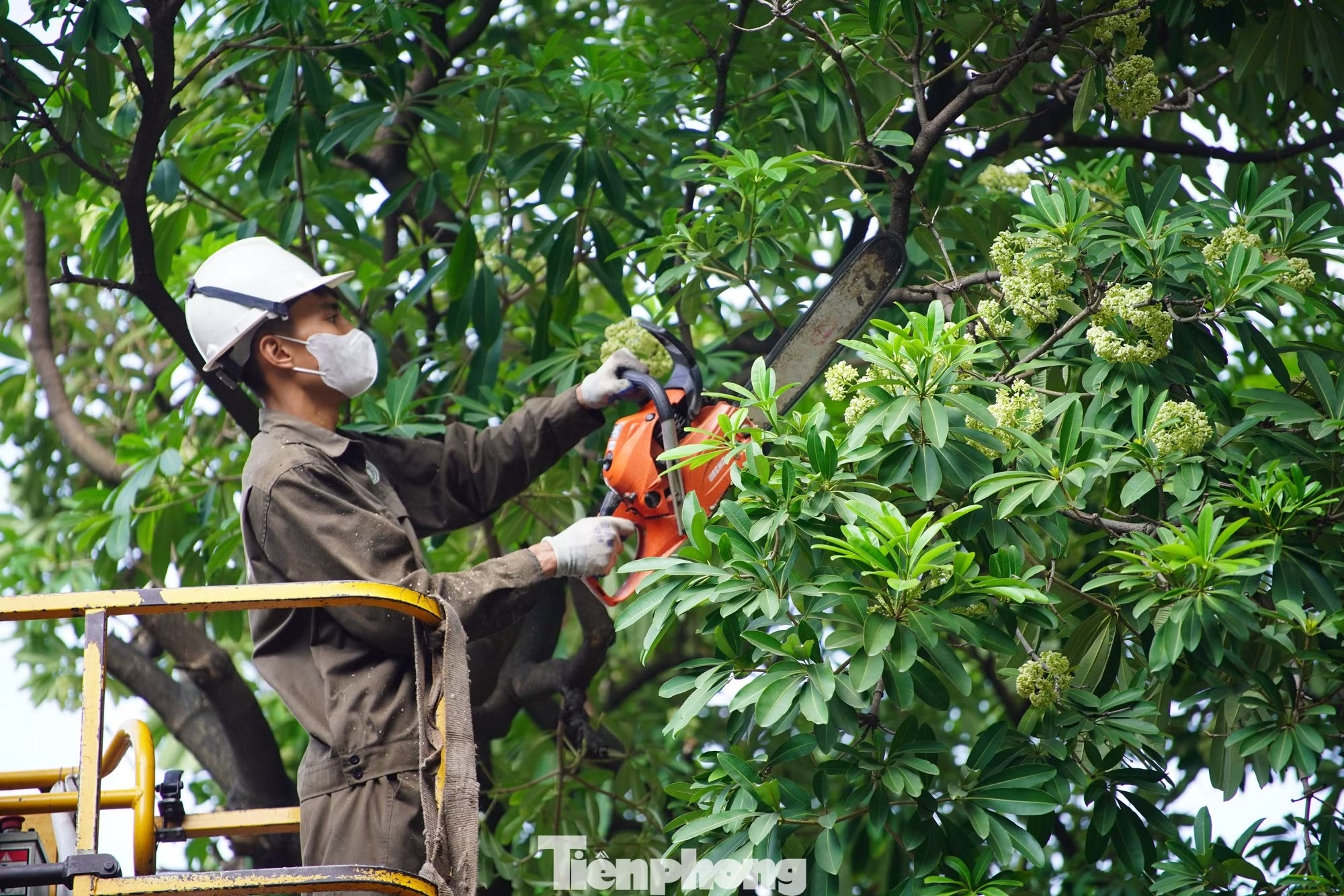 hoa sữa ảnh 1