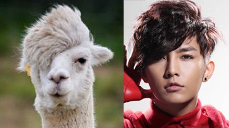 Khi sao de kieu toc ngo nghinh giong dong vat hinh anh