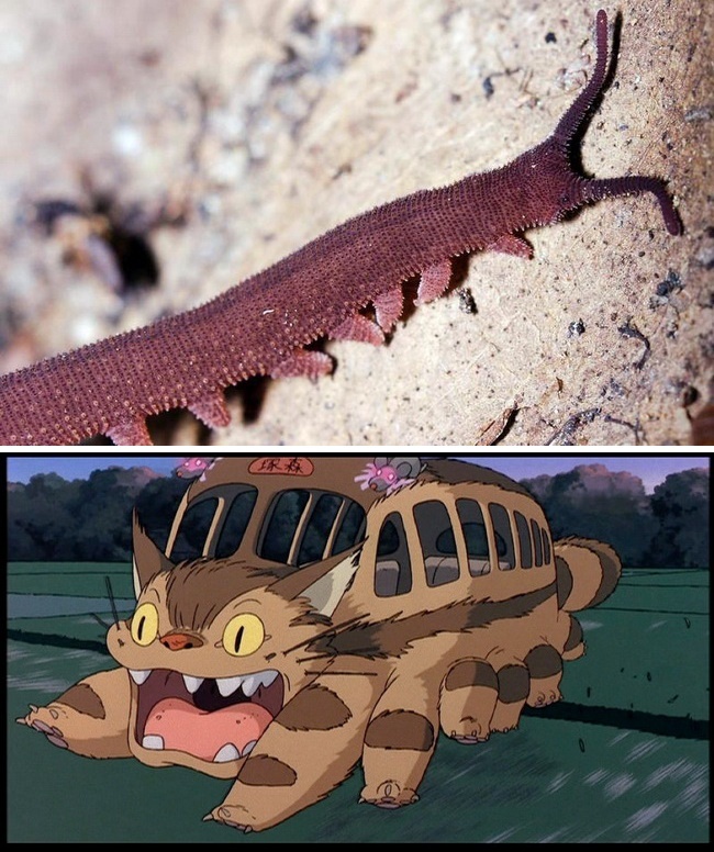 Đầu năm 2013, các nhà khoa học đã phát hiện ra một loài giun nhung mới tại đảo Cát Tiên, Việt Nam. Họ đã quyết định đặt tên cho loài giun này là Eoperipatus Totoro bởi chúng có nét giống với chiếc xe buýt mèo nhiều chân trong bộ phim My Neighbor Totoro của Studio Ghibli.