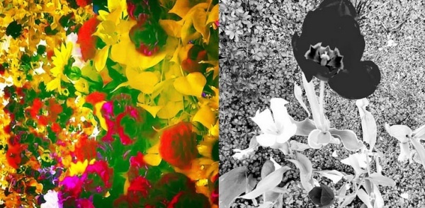 Kể từ sử dụng Instagram, cả TOP và Krystal đều đăng tải những hình ảnh na ná nhau: Hoa và tranh trừu tượng.