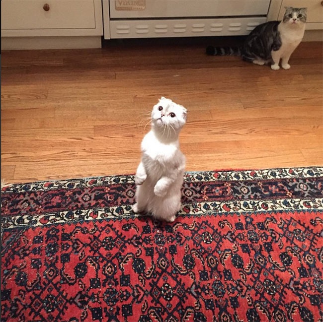 Calvin Harris đăng ảnh chụp 2 chú mèo ở nhà bạn gái.