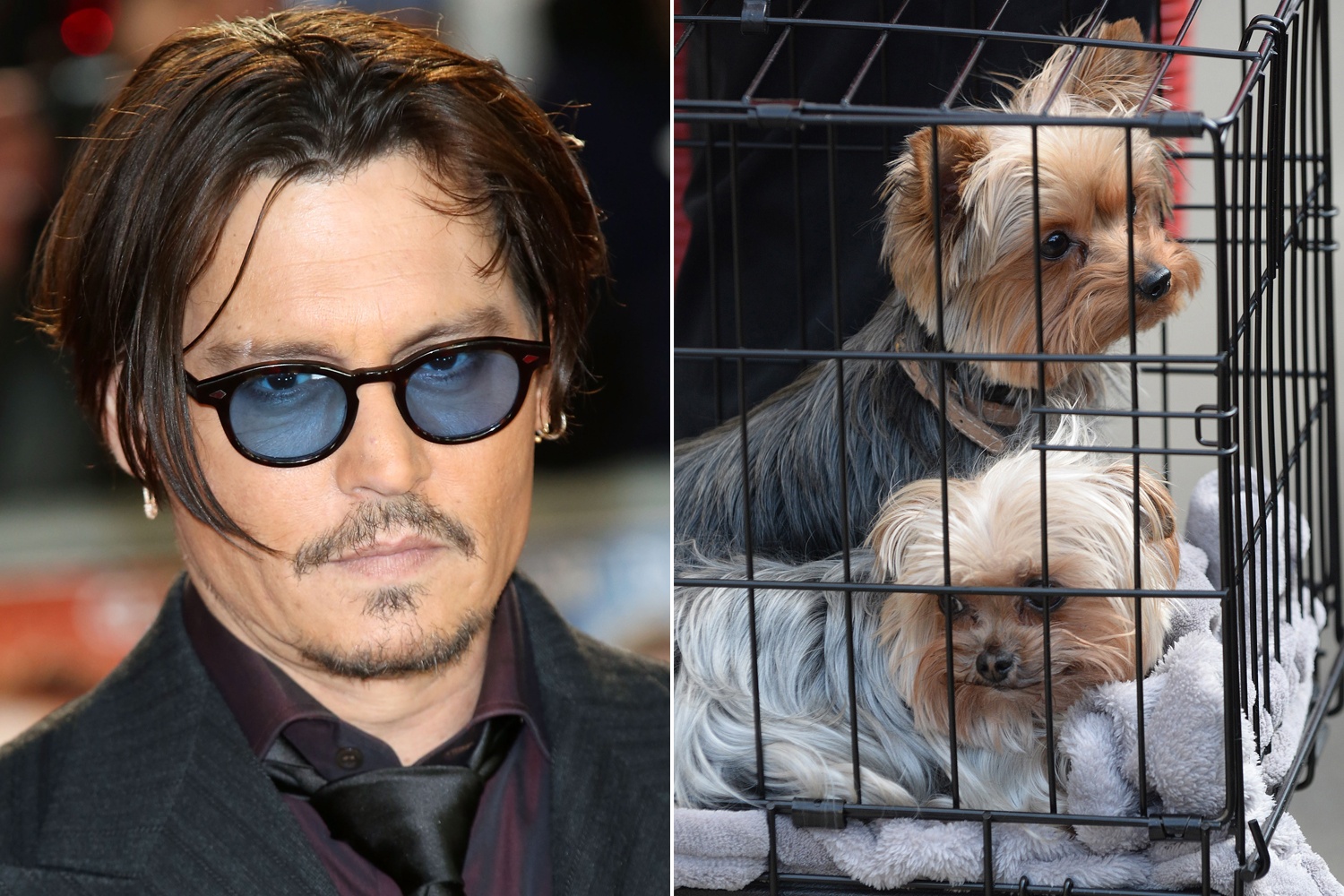 Johnny Depp có thể gặp rắc rối lớn vì nhập cảnh chó cưng sai quy định của Úc.