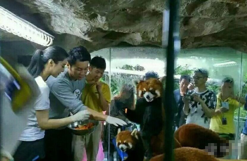 Cặp sao vui vẻ chăm sóc gấu trúc.