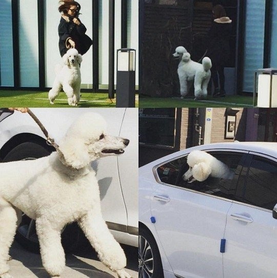 Kim Tae Hee trông nhà cho Bi Rain ảnh 1 Kim Tae Hee trong nha cho Bi Rain anh 1