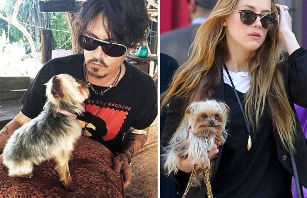 Johnny Depp tranh quyền nuôi thú cưng với vợ ảnh 1 Johnny Depp tranh quyen nuoi thu cung voi vo anh 1