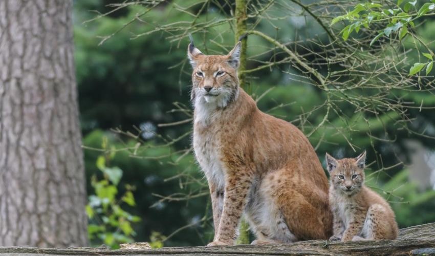 Linh mieu Iberia phat trien tro lai sau nguy co tuyet chung hinh anh