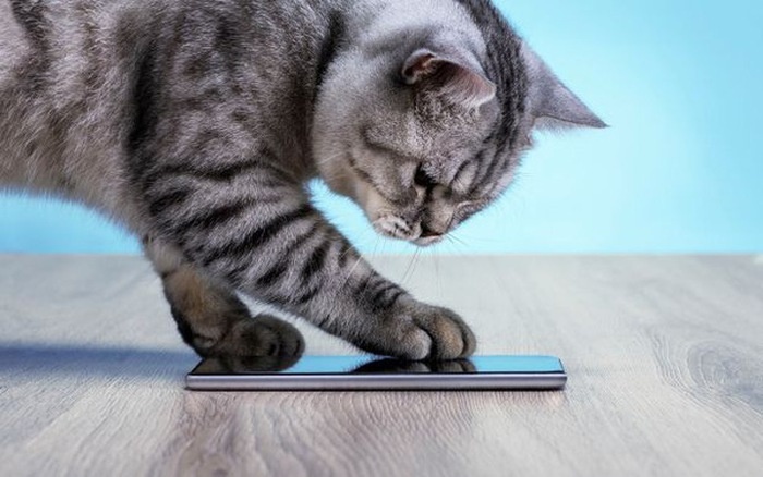 App di dong giup ban nhan biet thu cung dang vui hay buon hinh anh