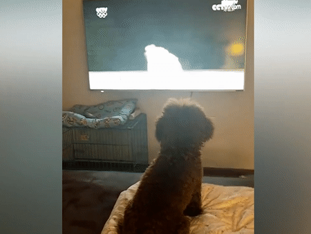 Chu cho giat minh, bo chay khi xem khai mac Olympic Tokyo qua TV hinh anh