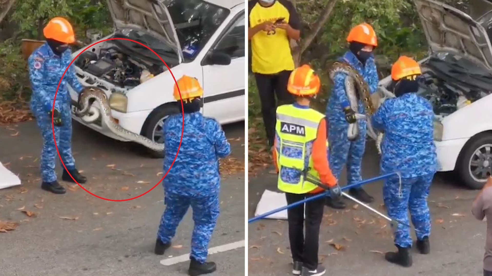 Con tran dai gan 2,5 m chui vao mui xe de tranh nong hinh anh