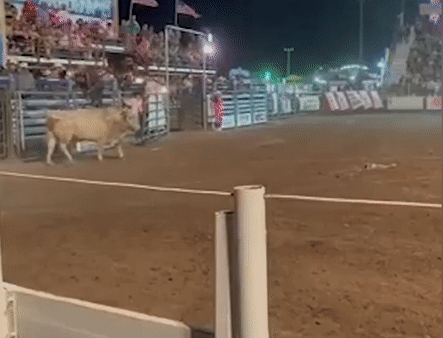 Bo tot lao vao khan dai khien nguoi xem thao chay hinh anh