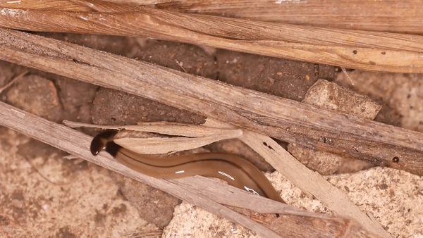 Giun dep dau bua gay hai hinh anh