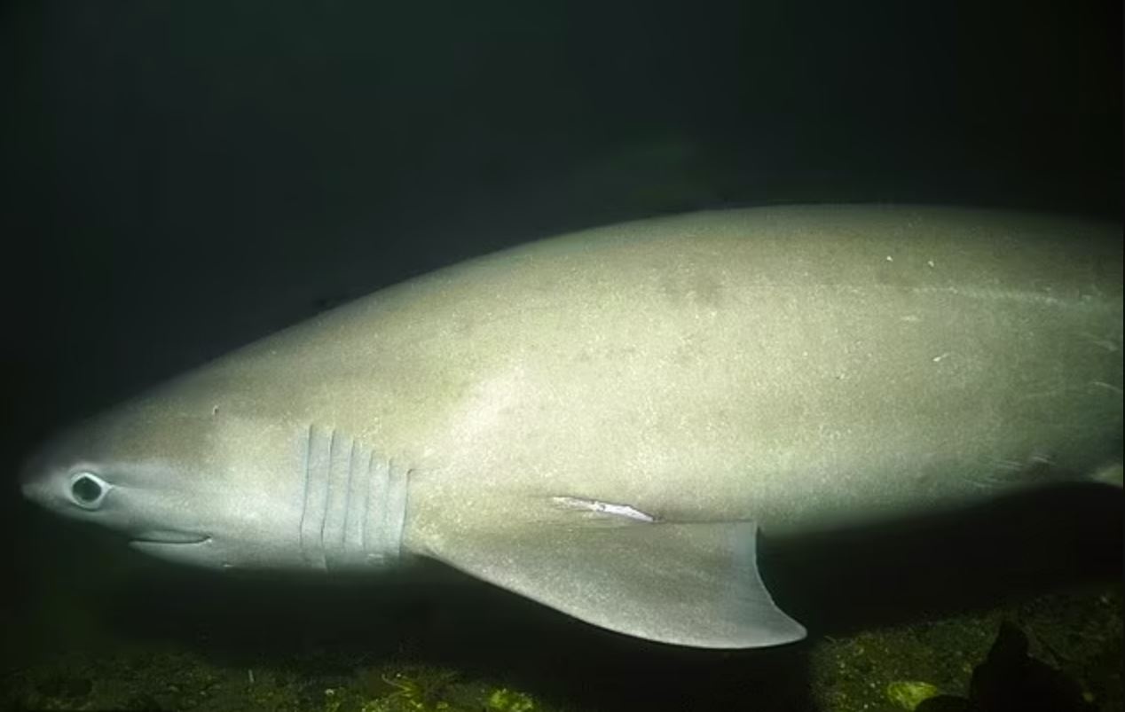 Phat hien ca map khong lo thoi tien su hinh anh