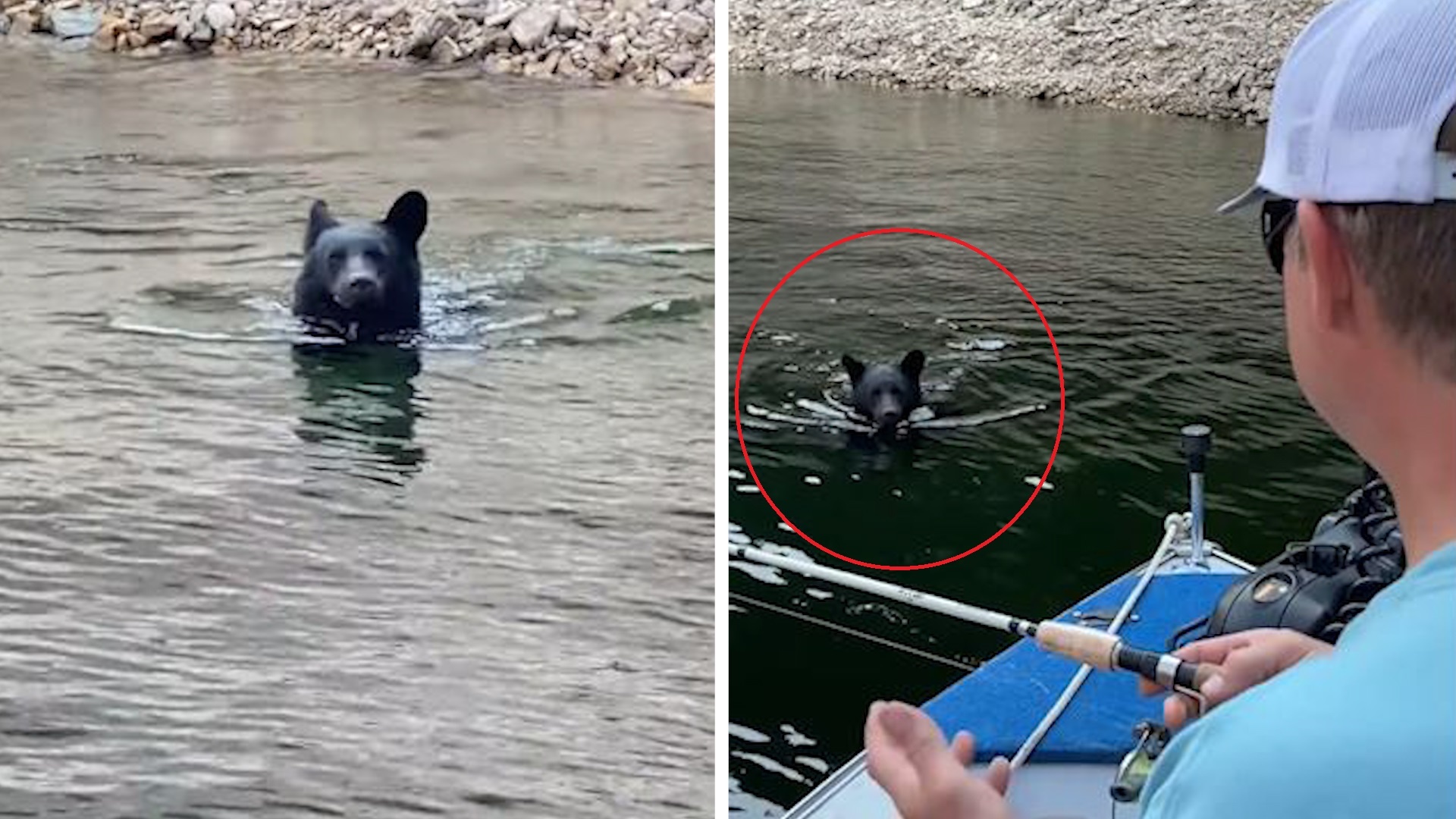 Gau hoang dang boi thi cham mat du khach hinh anh