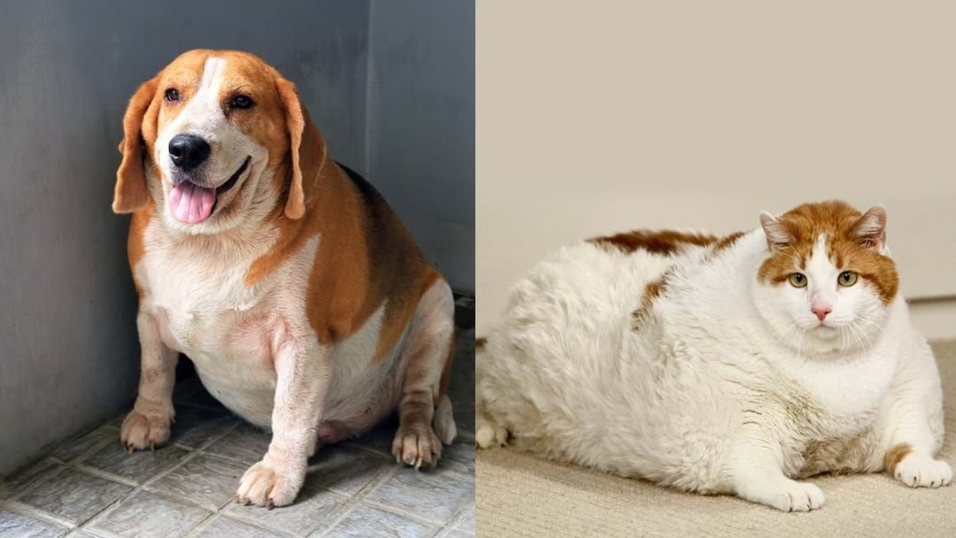 Thu cung cung tang can trong dich Covid-19 hinh anh