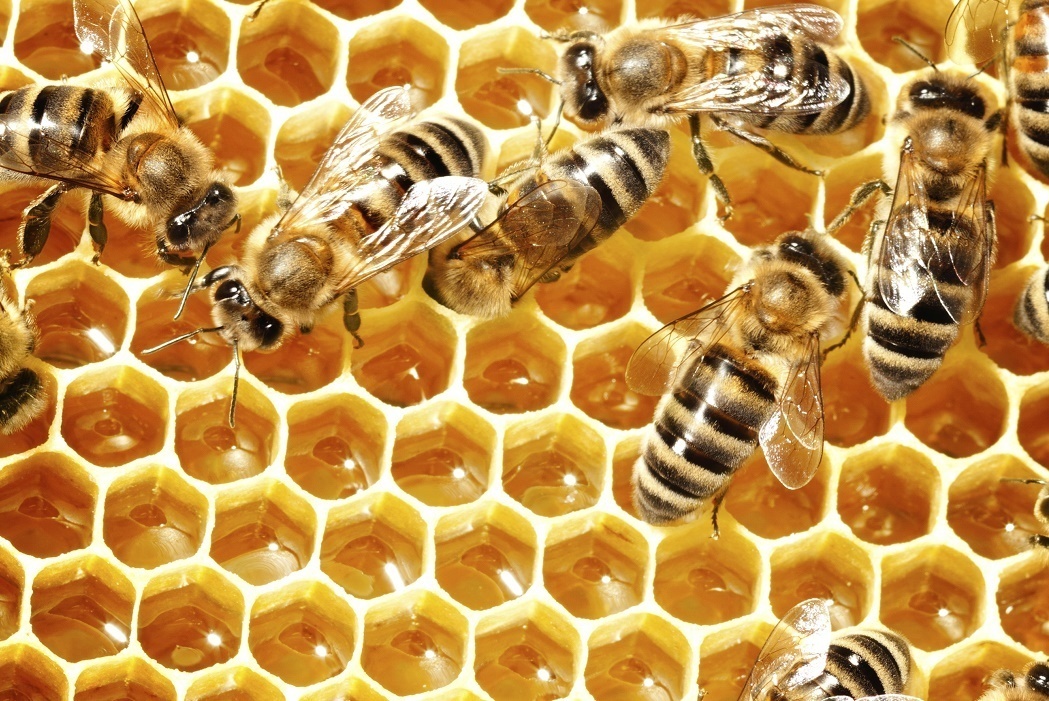 To robot duoc che tao de kiem tra dich benh, cham soc dan ong hinh anh