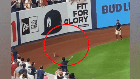 Meo chay quanh san van dong, gay gian doan tran dau bong hinh anh