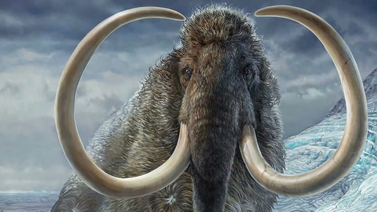 Nga voi ma mut chua thong tin ve su tuyet chung hinh anh